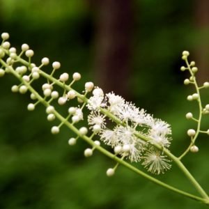 beneficios do cohosh preto