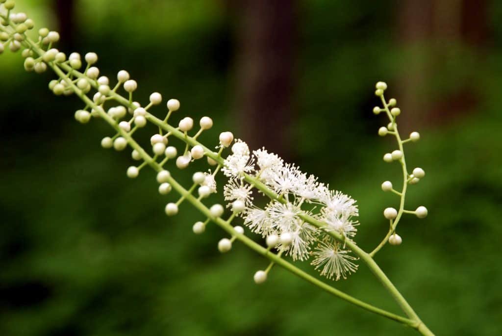 beneficios do cohosh preto