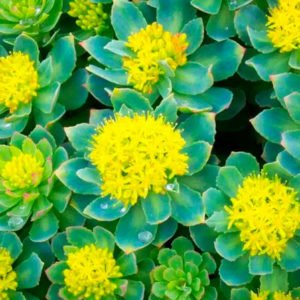 beneficios da Rhodiola rosea