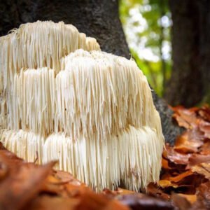 cogumelo juba de leao