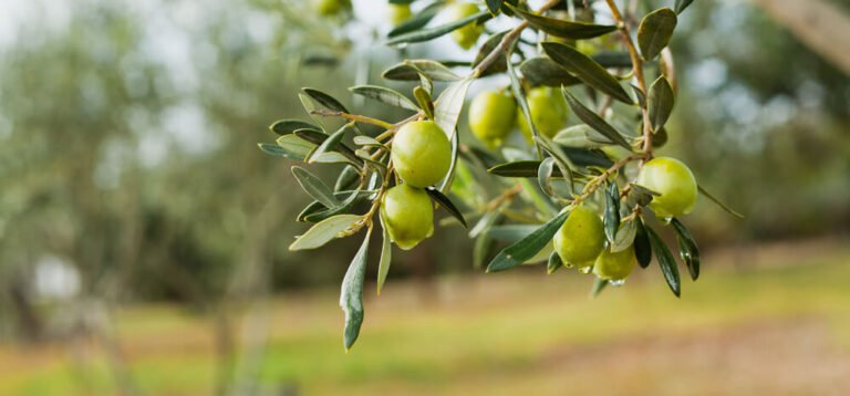 Extrato De Oliveira Benefícios E Contra Indicações 0737