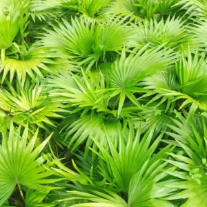 saw palmetto beneficios