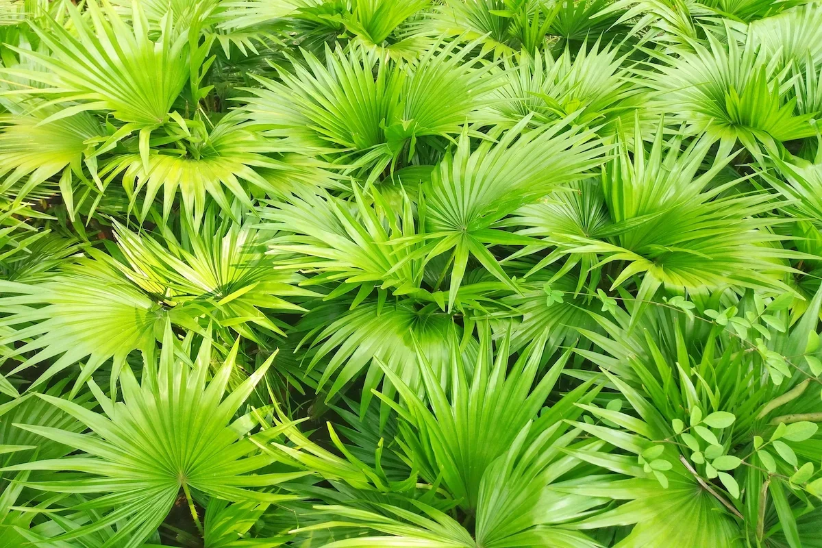 saw palmetto beneficios
